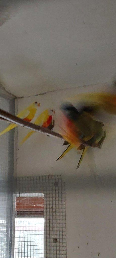 Neoféma modrohlavá