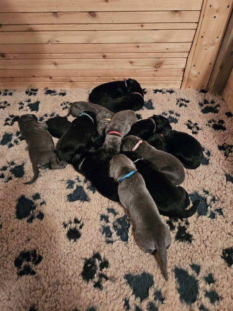 Prodám štěňata Cane Corso s PP