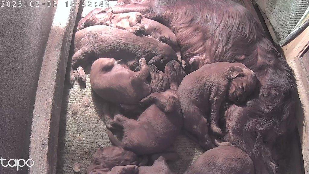 Štěňata irských setrů