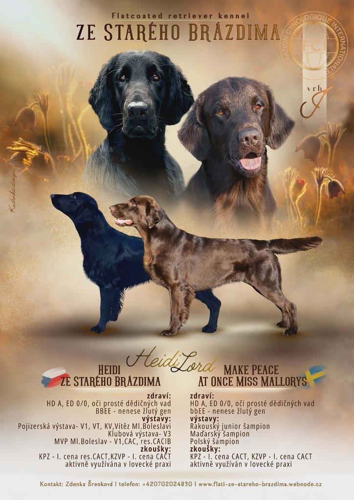 Štěňata flat coated retrívra