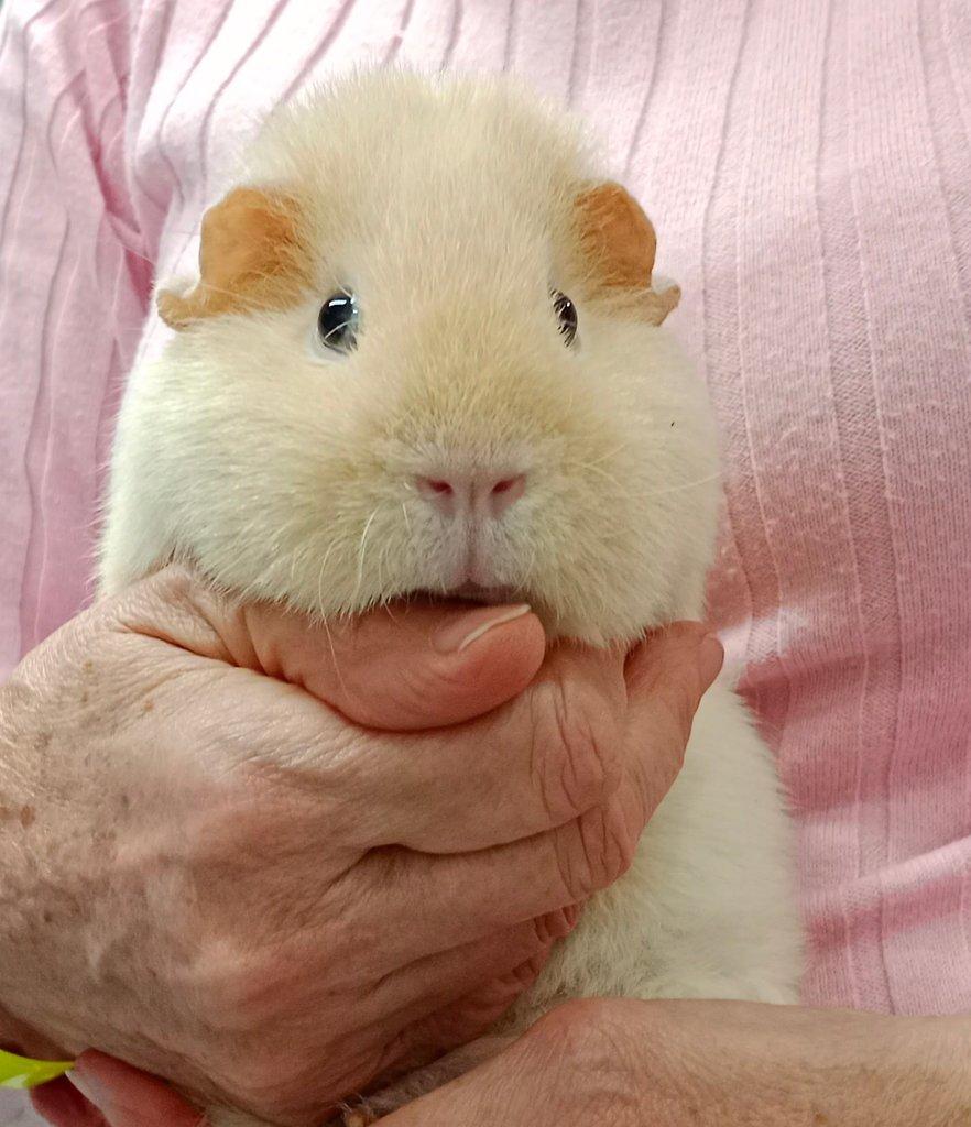 Morče US Teddy na prodej