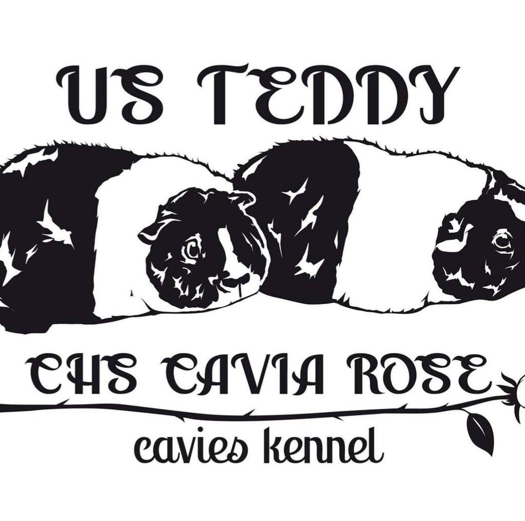 Ježatá morčátka plemene US Teddy