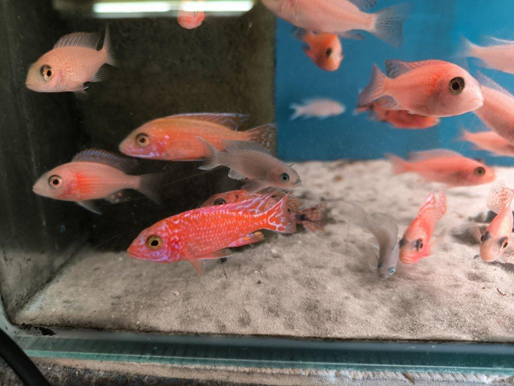 Malawi&Tanganika duben 2026