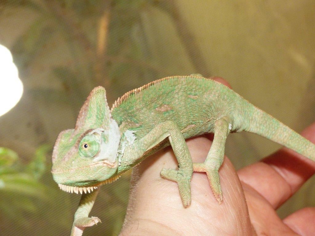 Chameleon jemenský (Chamaeleo calyptratus)