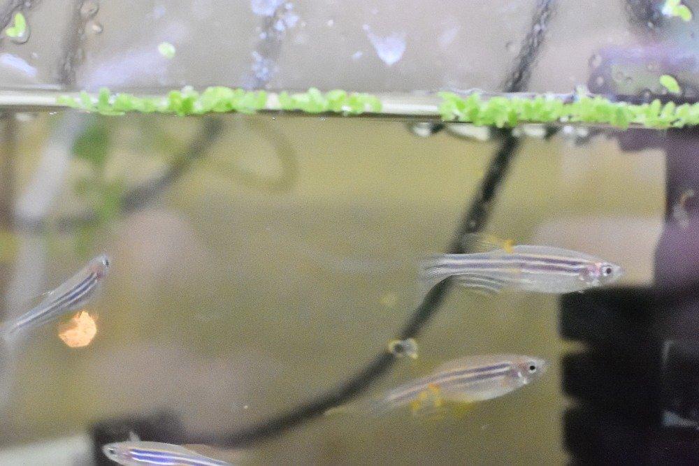 Prodam Danio pruhované
