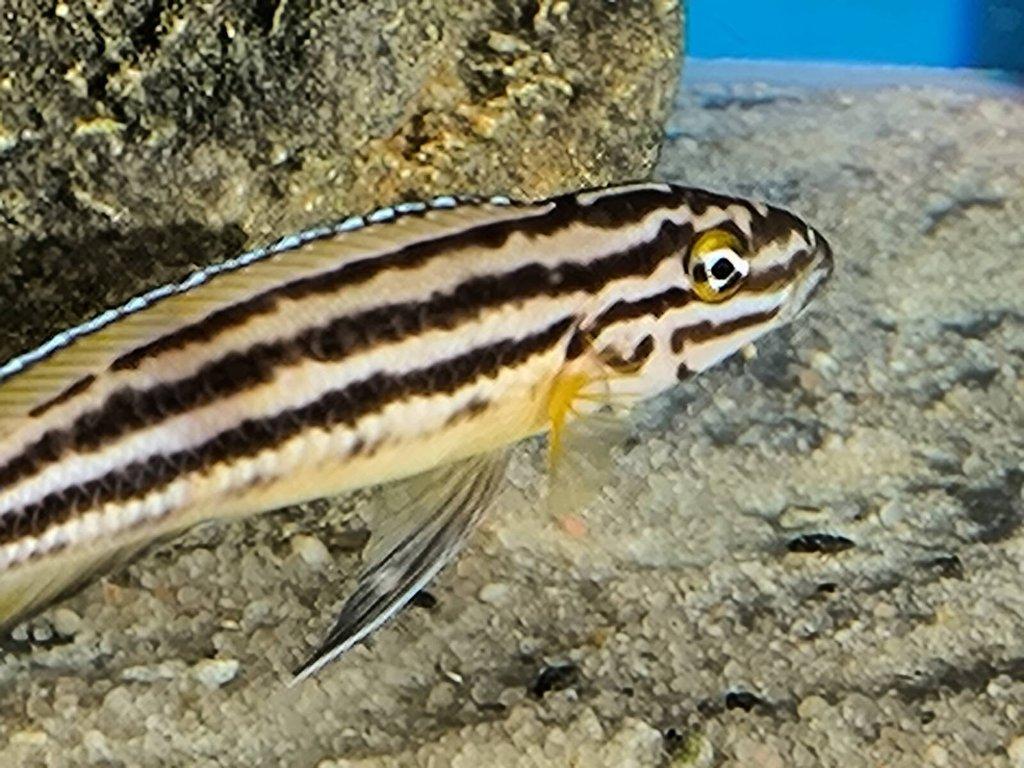 Malawi Tanganika