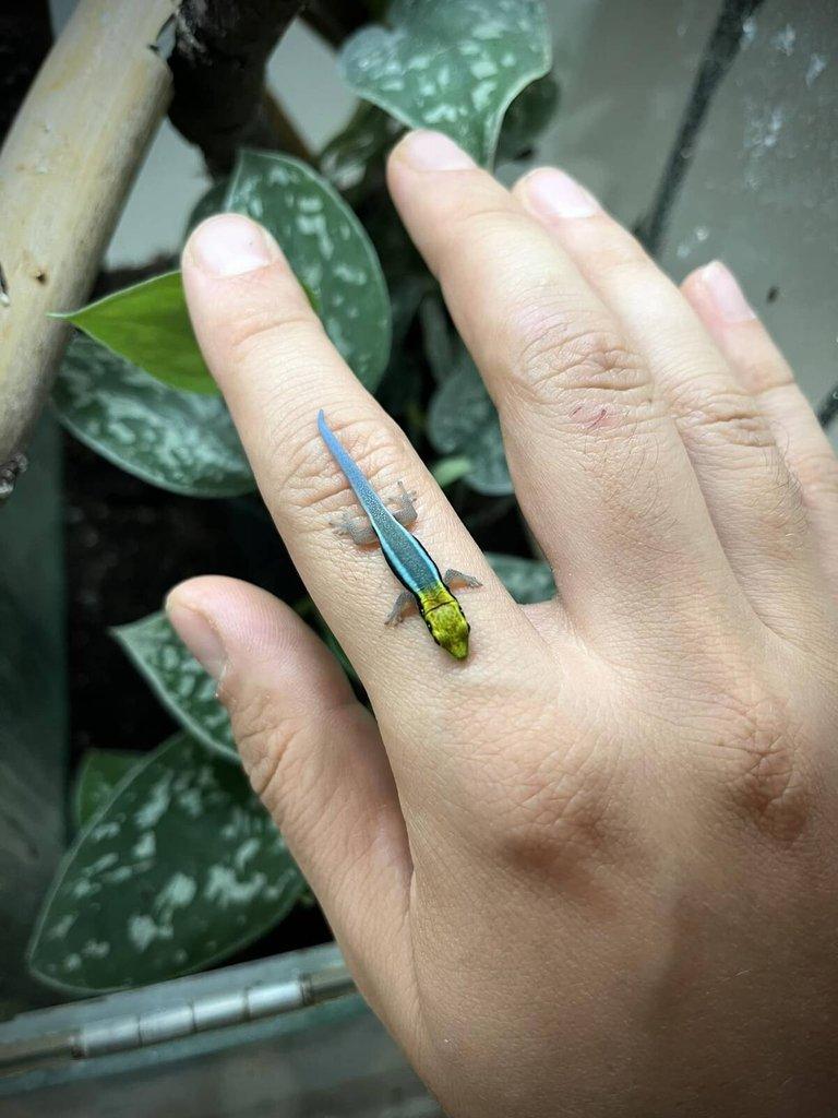 Phelsuma