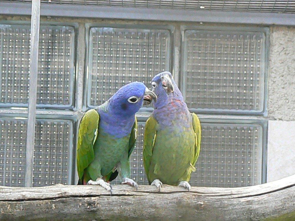 Amazónek modrohlavý