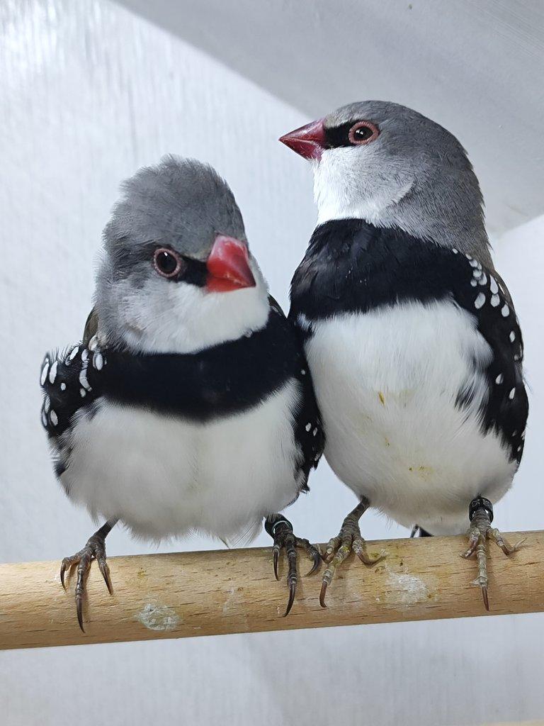 Takové ptáky koupím v Kroměříži.