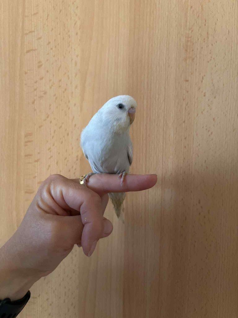 Prodám mladé andulky po vylétnutí z budky