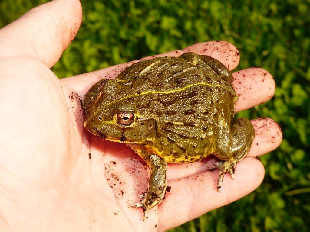 Hrabatka drsná (Pyxicephalus adspersus)