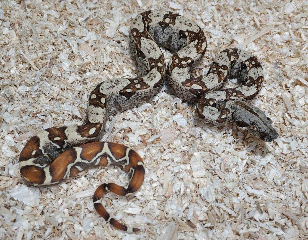 Boa imperator - Scoria Paradigm, IMG Arctic, IMG Paradigm