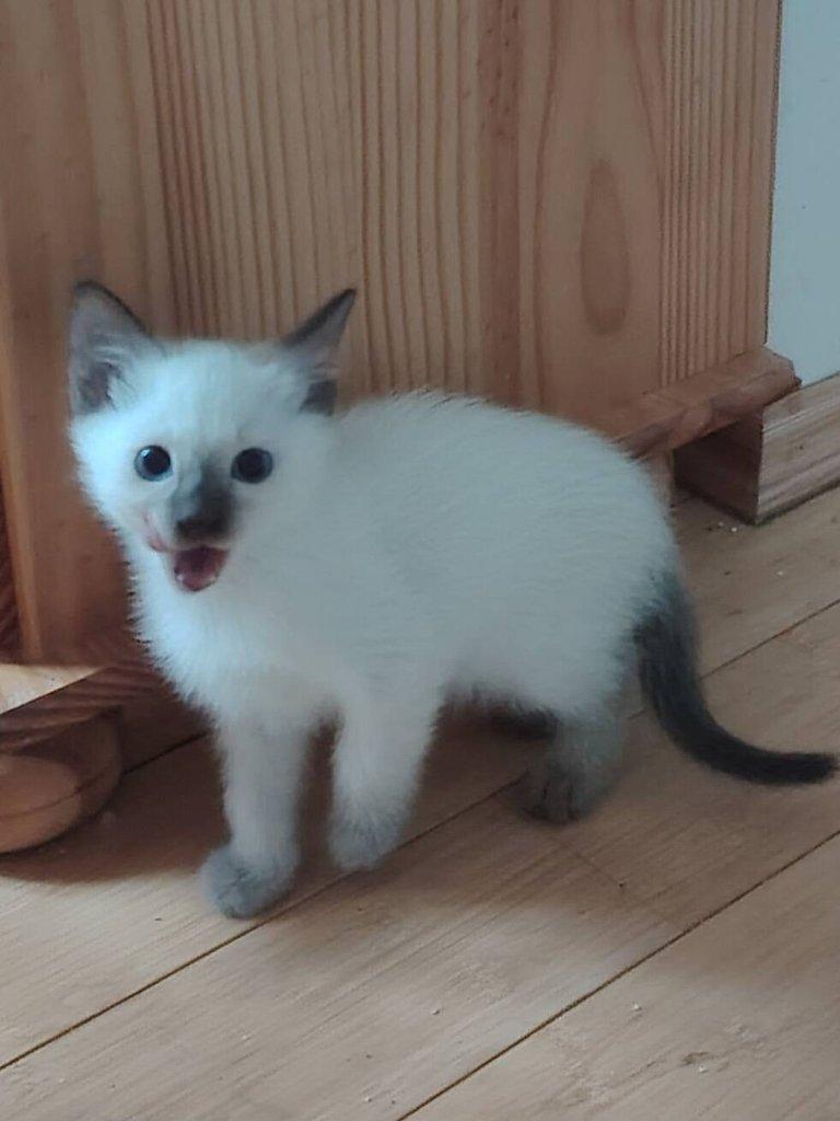 Thajská kočka - kočička k odběru