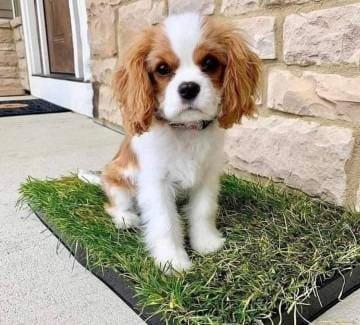 Štěňata Calvary King Charles hledají domov.