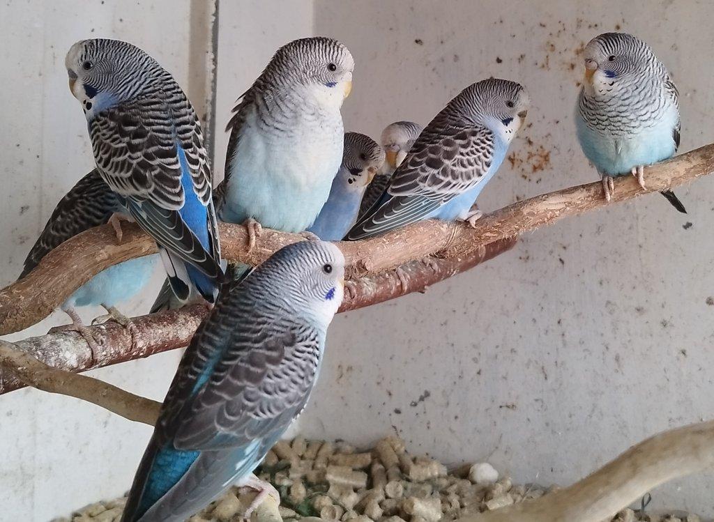 Andulky BLACKWING 2025