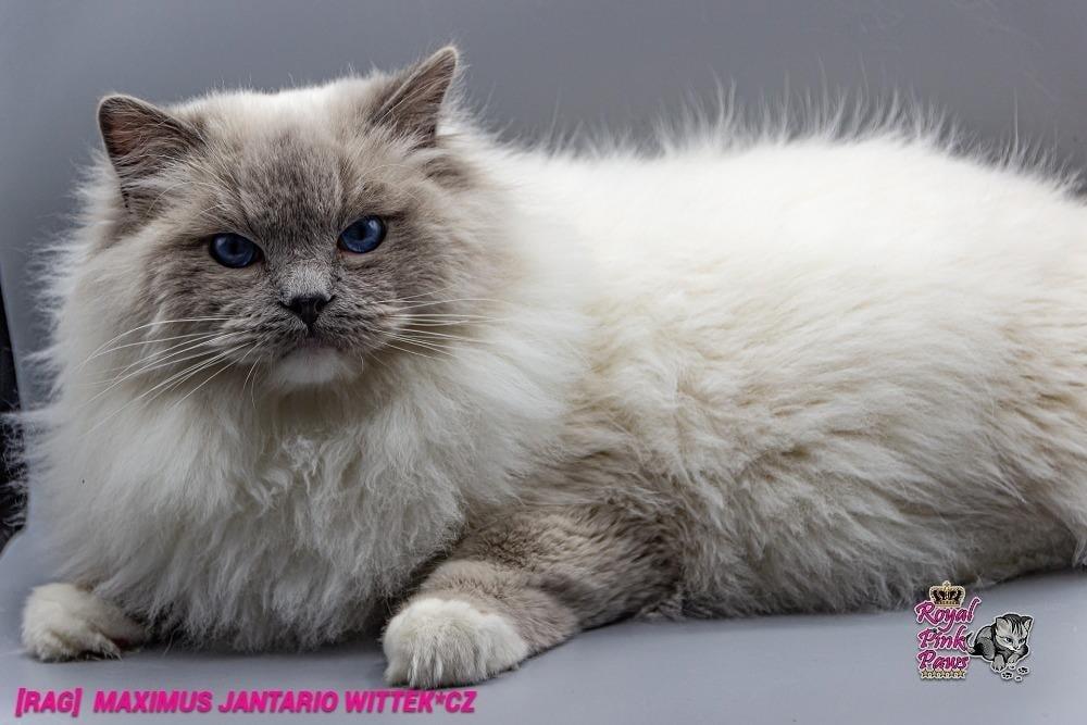Ragdoll koťátko s PP (FIFE)