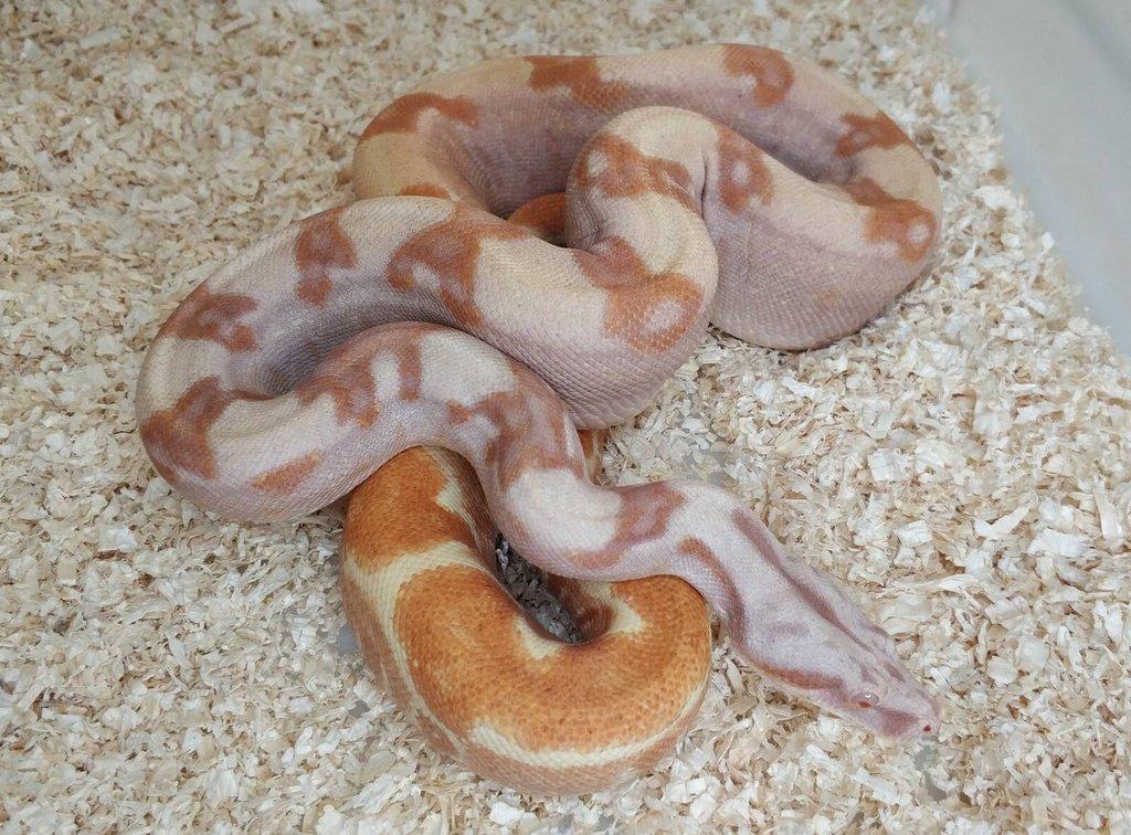 Boa imperator - Purple Sharp Sunglow Aztec, Sharp Sunglow