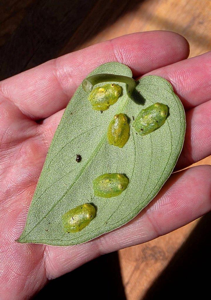 Glassfrogs - Hyalinobatrachium fleischmanni