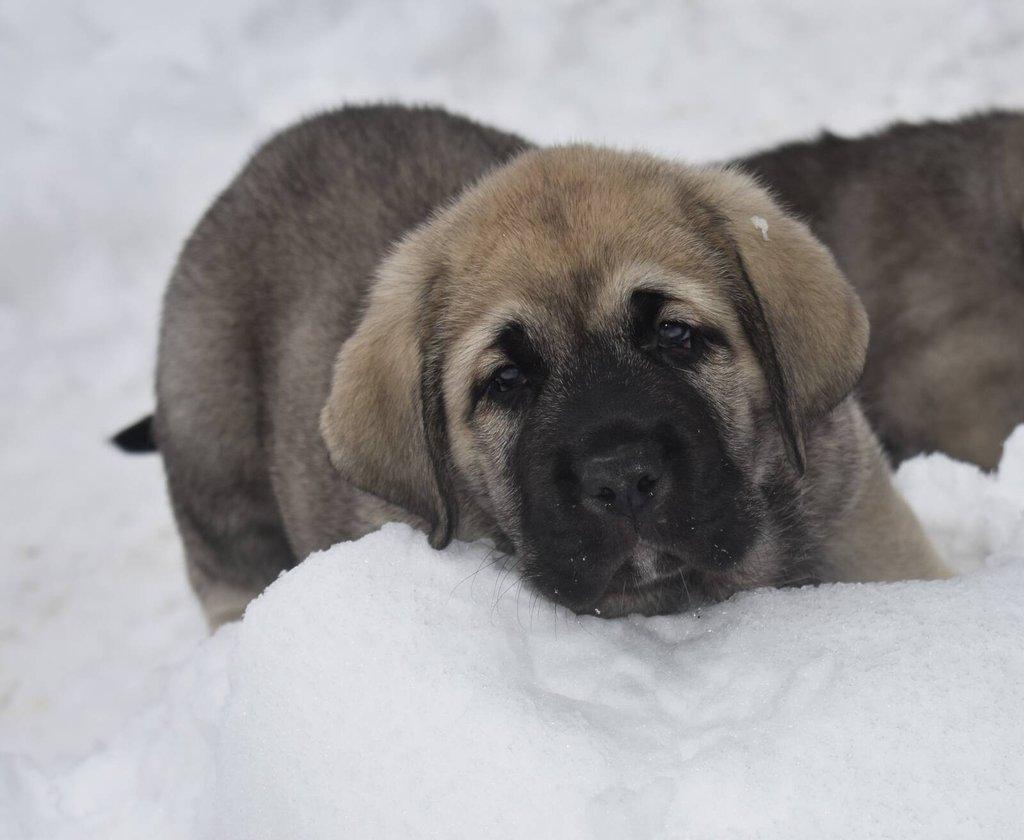 Španělský mastin- nabízíme štěňátka k odběru po 20.lednu