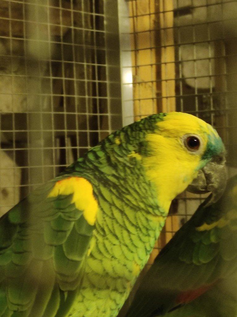 Amazoňan modročelý