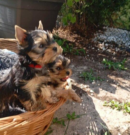 Štěňata yorkšírských teriérů s PP