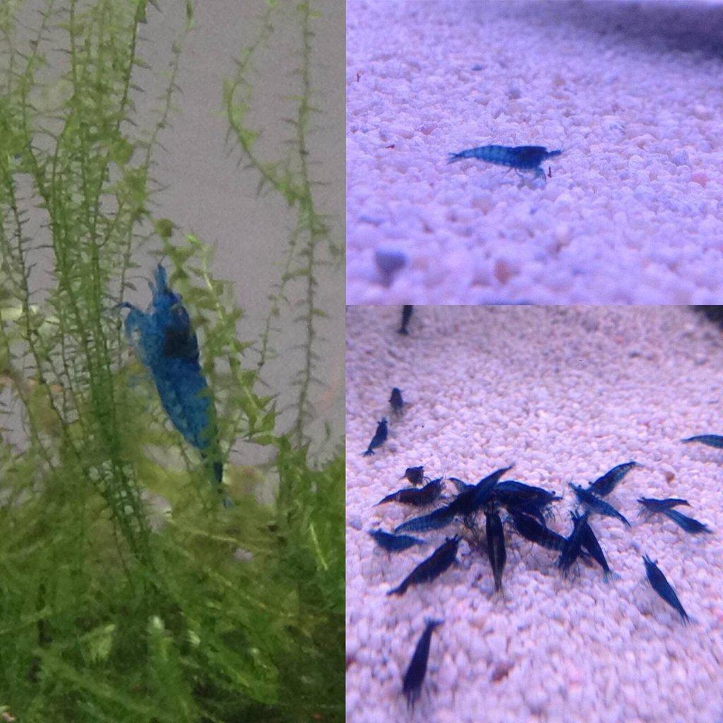 Krevetky Pardubice 10+1 zdarma