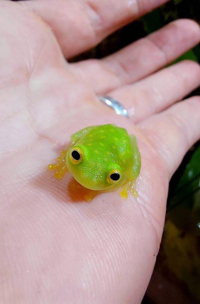 Glassfrogs - Hyalinobatrachium fleischmanni