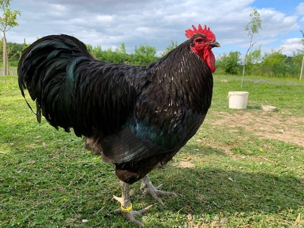 Žerzejský obr 🥚🐣 (násadová vejce i kuřátka)