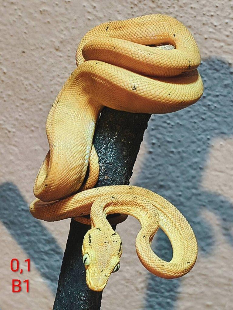 Corallus hortulanus