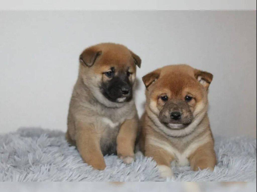 shiba-inu prodej