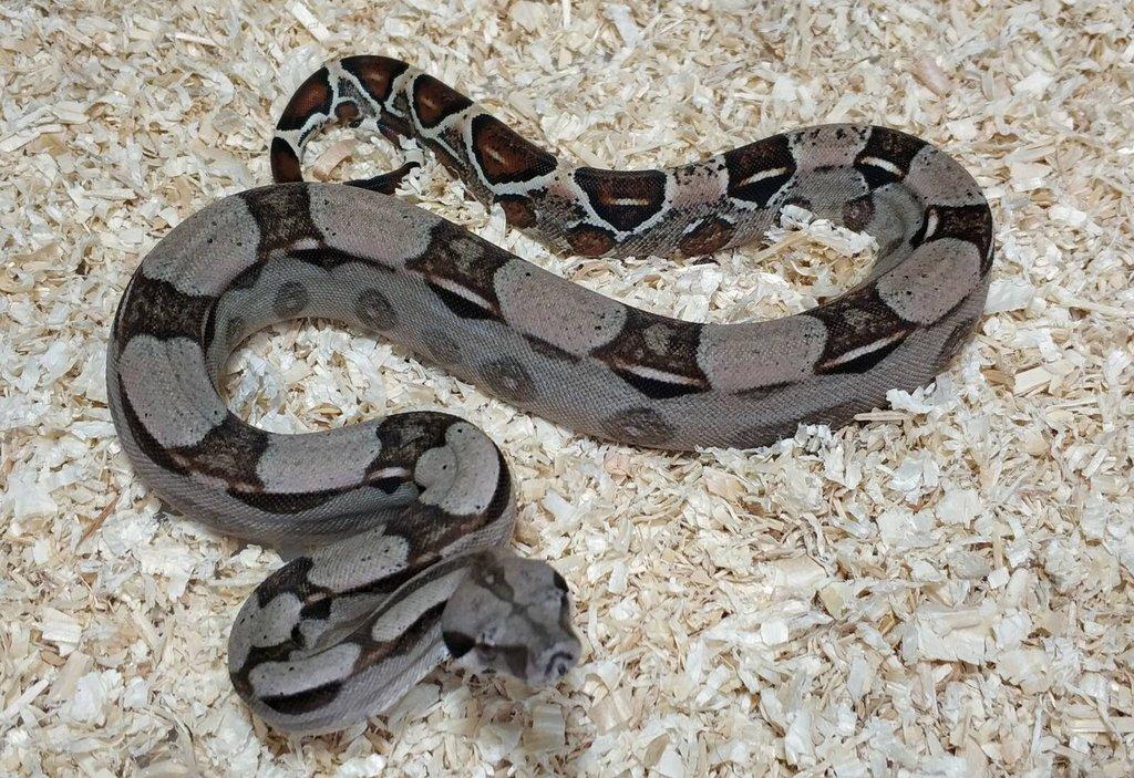 Boa imperator- Sharp Sunglow 66% het Sterling,Hypo Sterling