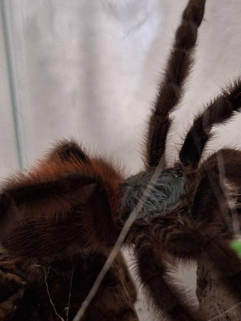 Avicularia