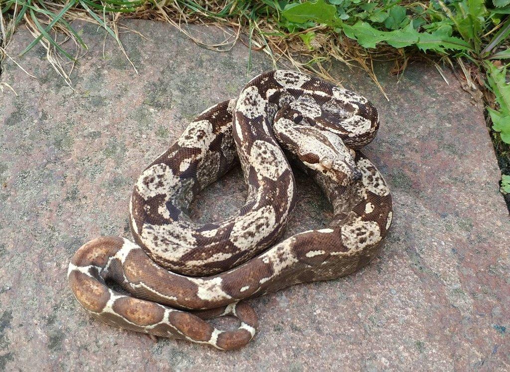 Boa imperator - Scoria Paradigm, IMG Arctic, IMG Paradigm