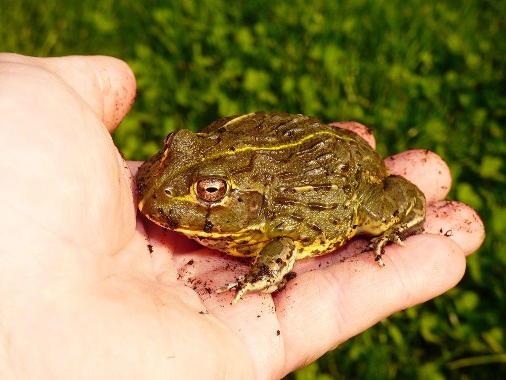Hrabatka drsná (Pyxicephalus adspersus)