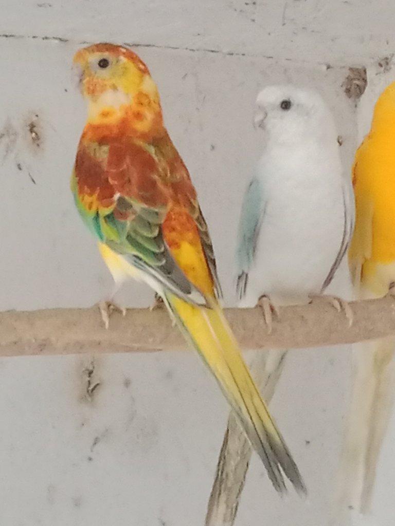 Prodám  papoušek zpěvavý