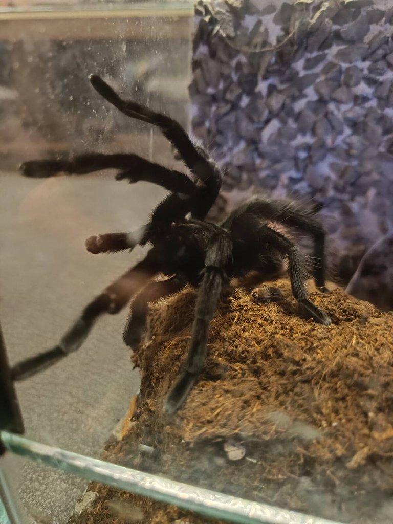 Samec T. kahlenbergi, T.albopilosum