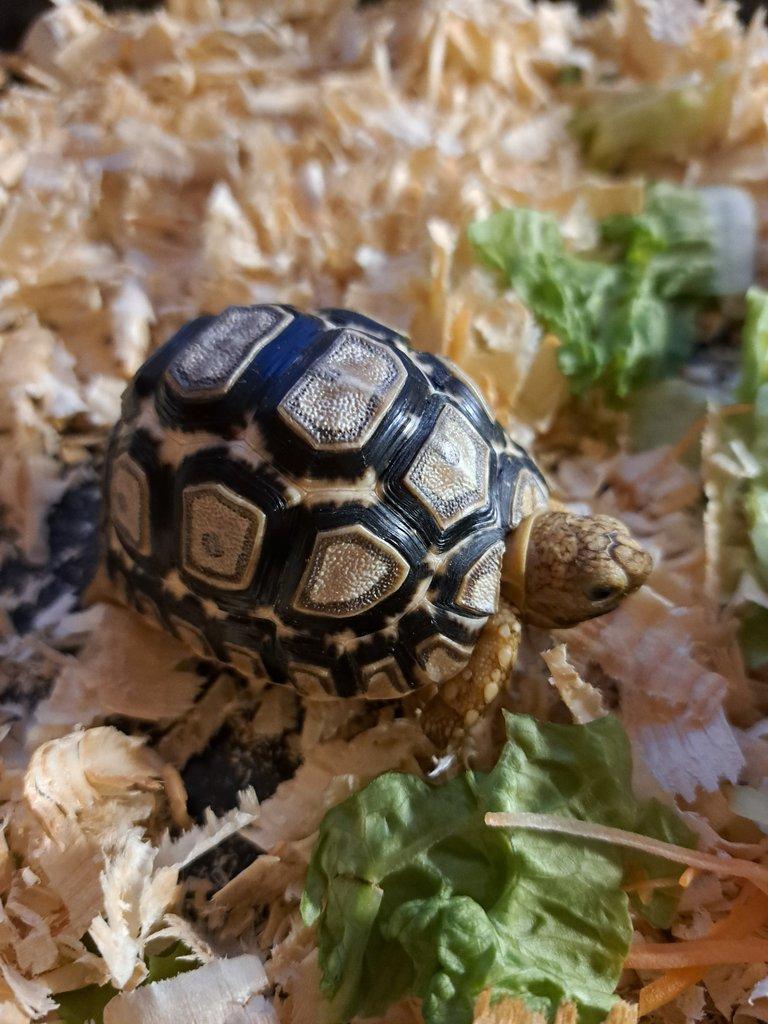 Želva pardálí (Stigmochelys pardalis)