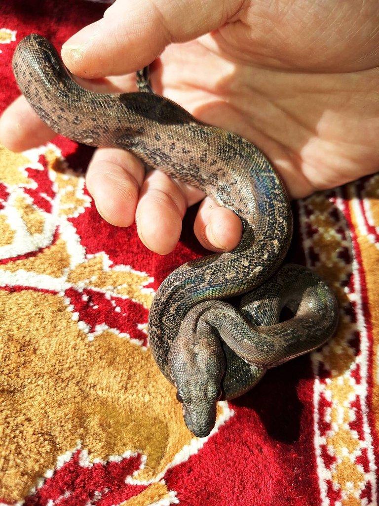 Dva samci Boa imperator, jeden z nich Leopard, NZ 2025