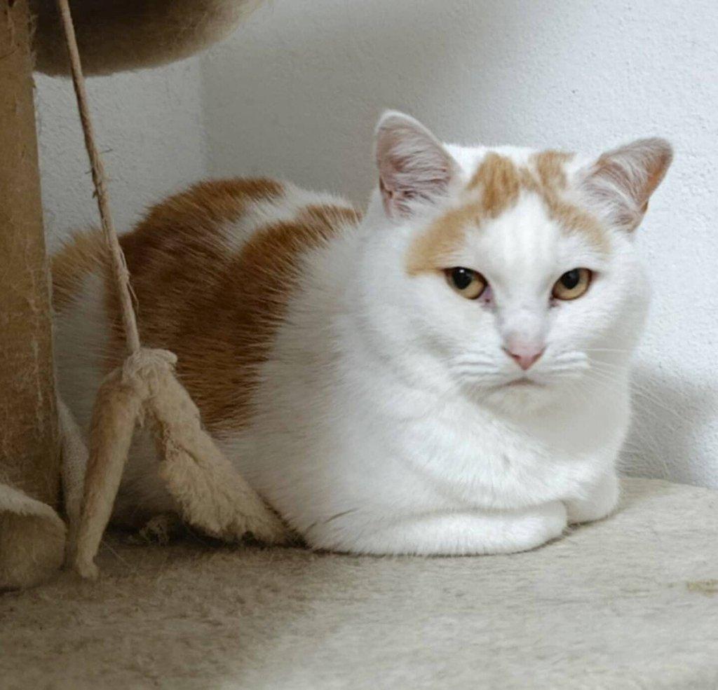 Kočička Růženka hledá nový domov