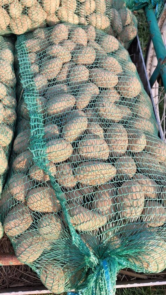 Sadbové brambory BELANA