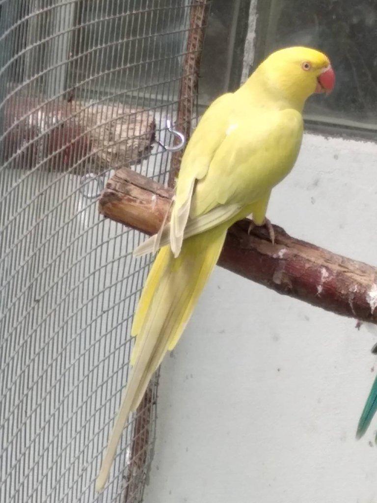 Alexandři velcí a malí