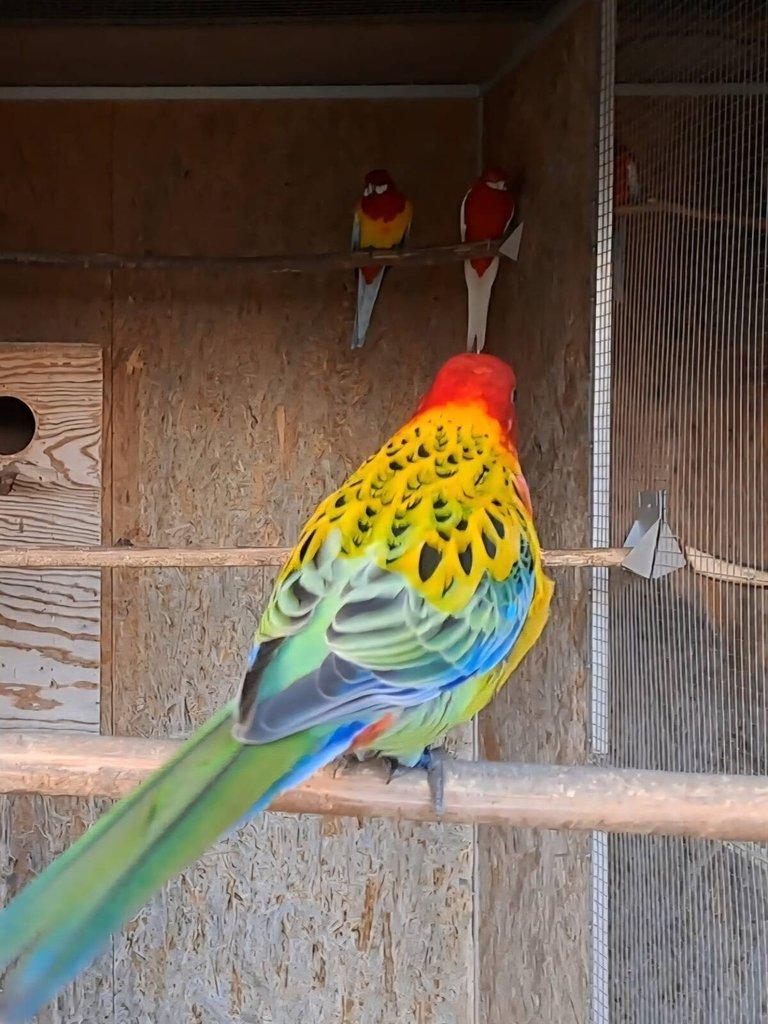 Rozela Goldmantel - přírodní / zlatá, modrá, opalin