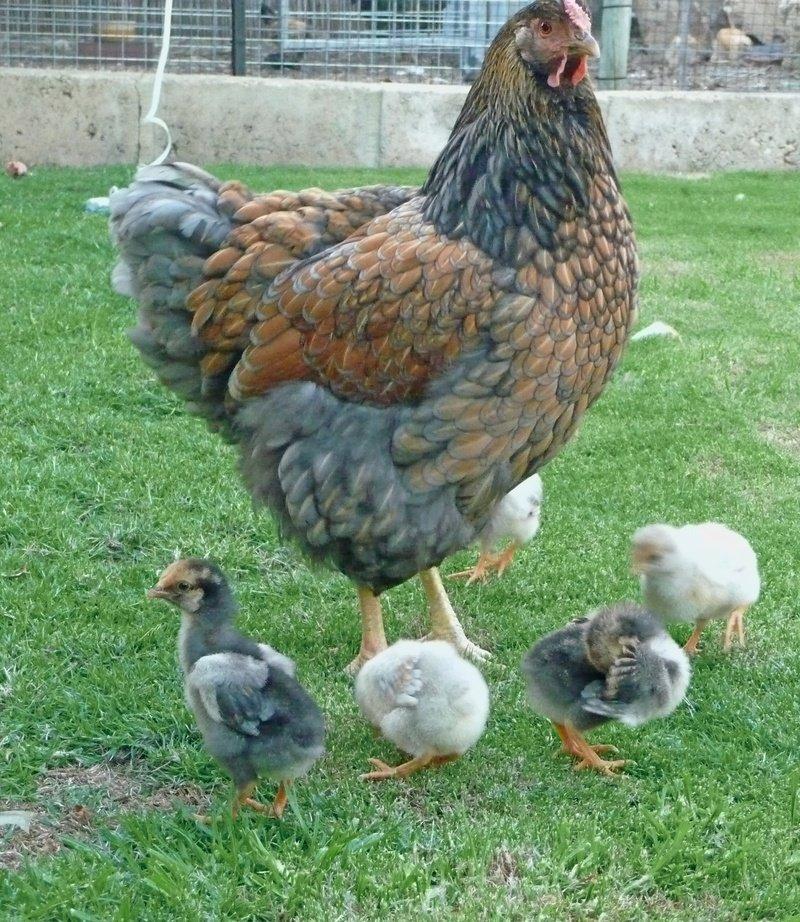 Násadová vajíčka Wyandotky zdrobnělé 24 barev