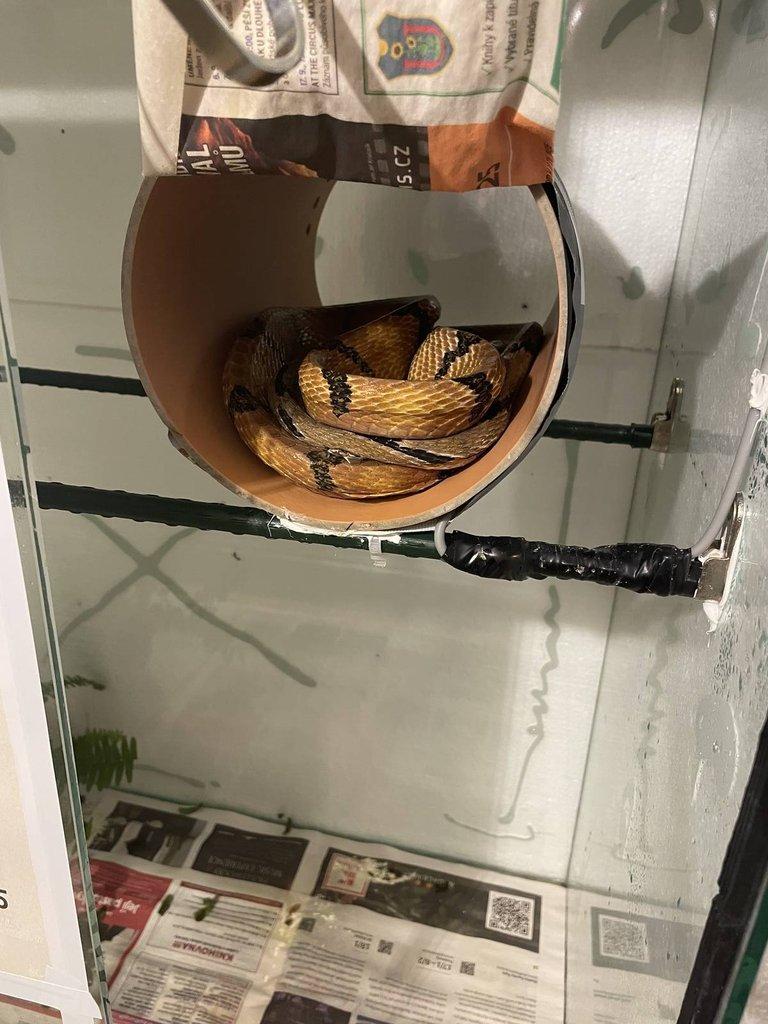 Bojga psí / Boiga cynodon