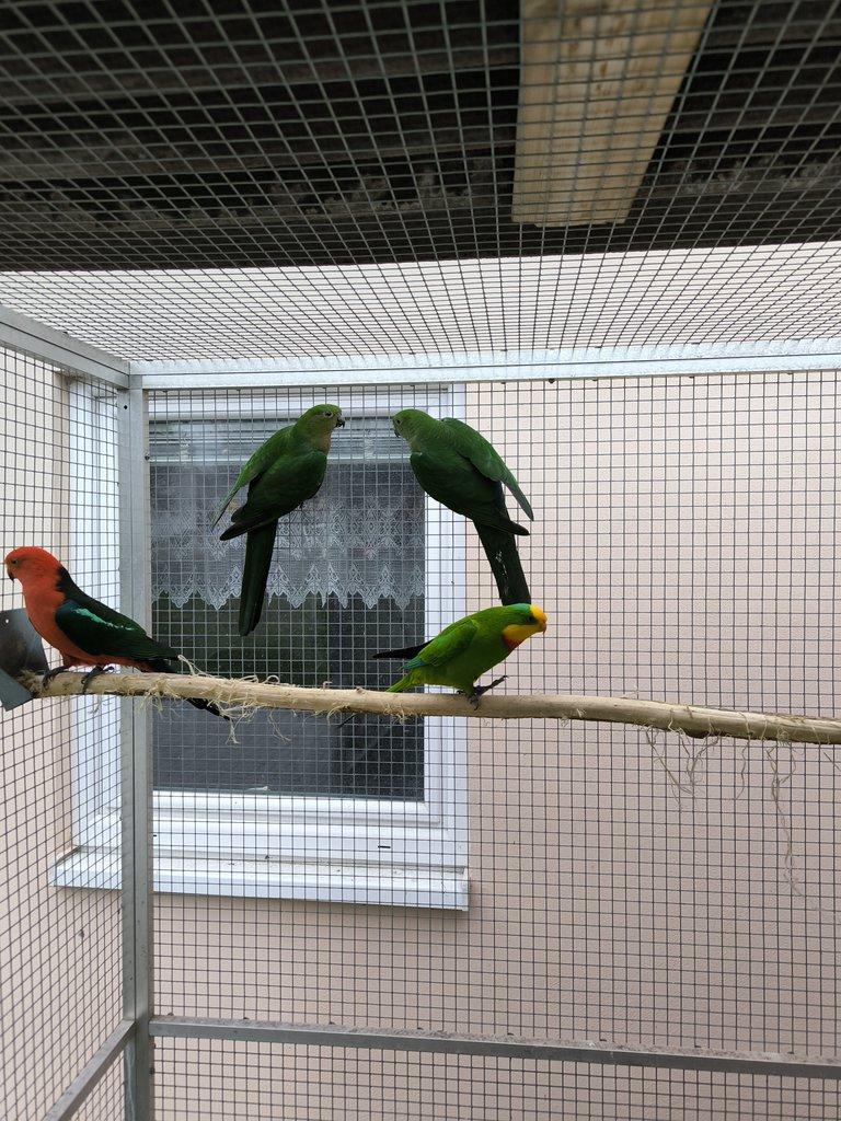 Papoušek královský