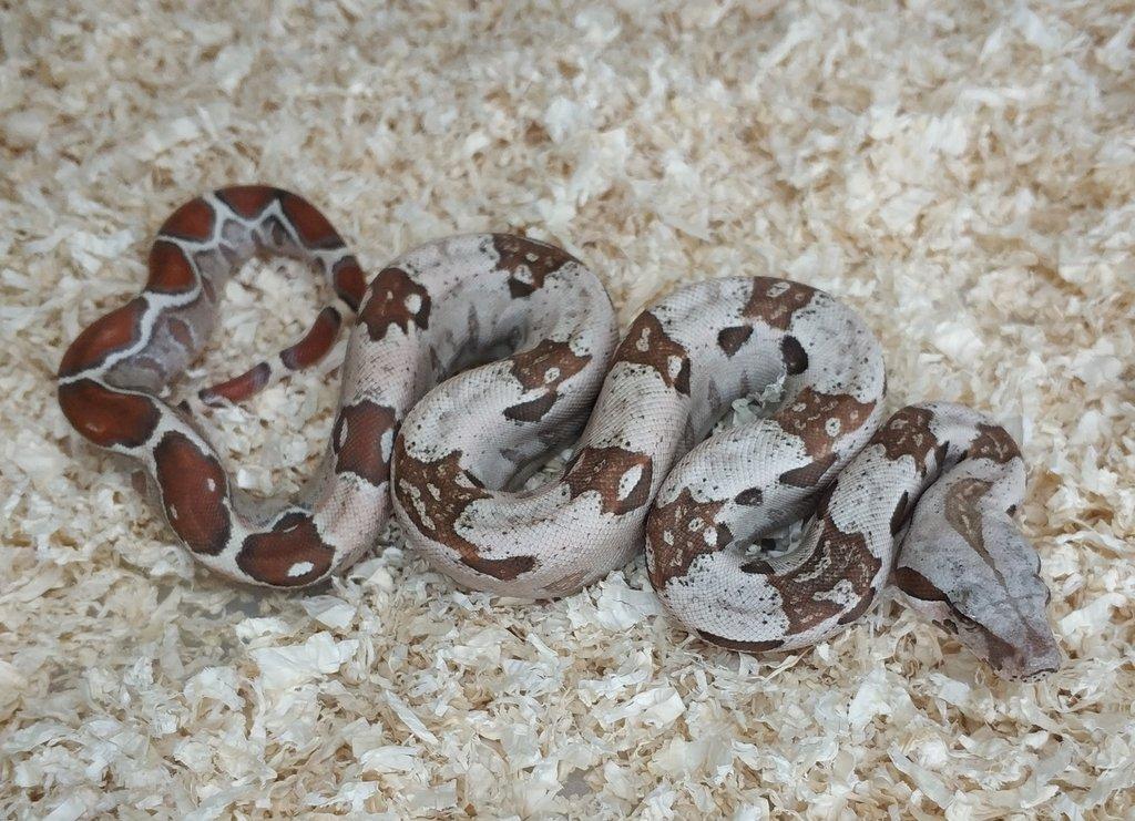 Boa imperator - VPI T+ Albino het Blood, Normal DH VPI Blood