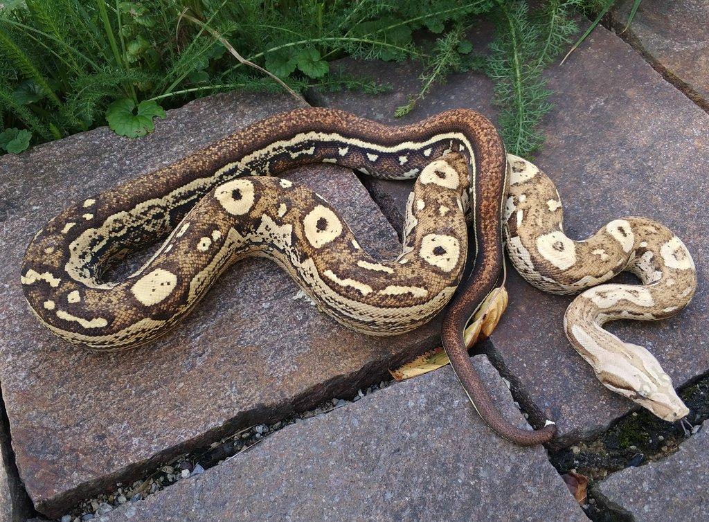 Boa imperator - Jungle Ghost het VPI, VPI Jungle