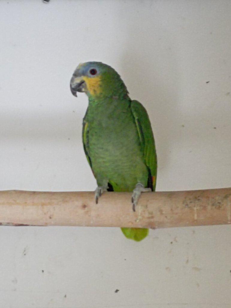 Amazoňan oranžovokřídlý