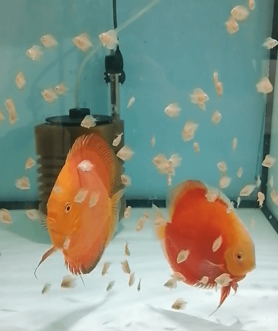 Terčovec Valentine, marlboro, pigeon albino