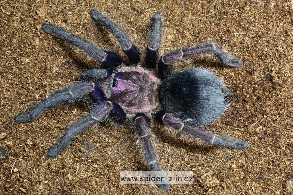 Samice P. victori, D.pentaloris, A. rufus, B. simoroxigorum a mnoho dalších zajimavých sklípkanů